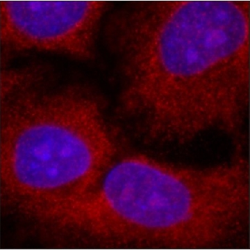 Anti-USP8 antibody, Mouse monoclonal，200UL，SAB4200527-200UL，Sigma