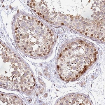 Anti-MAZ antibody produced in rabbit，100UL，HPA048315-100UL，Sigma