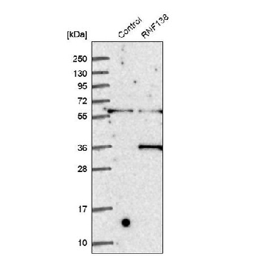 Anti-RNF138 antibody produced in rabbit，100UL，HPA041101-100UL，Sigma