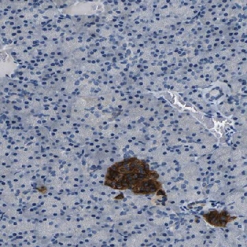 Anti-FAM159B antibody produced in rabbit，100UL，HPA011778-100UL，Sigma