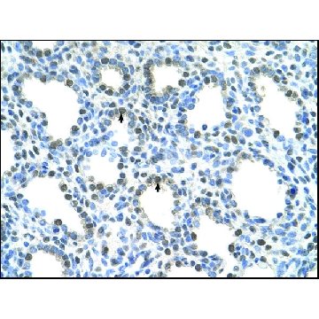 Anti-SLC15A4 antibody produced in rabbit，100UL，AV44108-100UL，Sigma