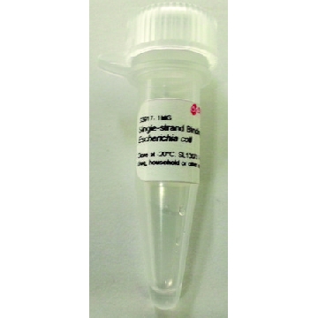 单链结合蛋白 来源于大肠杆菌，0.1MG，S3917-.1MG，Sigma