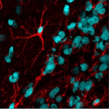 Anti-Rabbit IgG (H+L), F(ab′)2 fragment, CF™594 antibody produced in goat，0.125ML，SAB4600322-125UL，Sigma