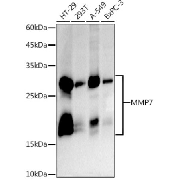 Anti-MMP7 Antibody, clone 9D8S10, Rabbit Monoclonal，100UL，SAB5702262-100UL，Sigma