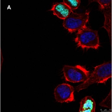 Anti-phospho Histone H3 S10 Antibody, clone 63-1C-8 , ZooMAb® Rabbit Monoclonal，25UL，ZRB1226-25UL，Sigma
