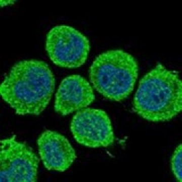 Anti-GAD1 antibody produced in rabbit，100UL，HPA048871-100UL，Sigma