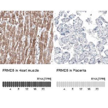 Monoclonal Anti-FRMD5 antibody produced in mouse，100UL，AMAB91580-100UL，Sigma