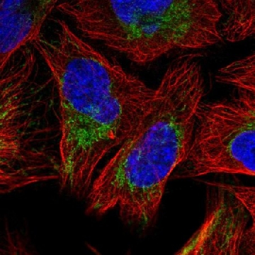 Anti-SFXN3 antibody produced in rabbit，100UL，HPA048105-100UL，Sigma