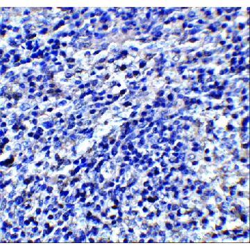 Anti-ORAI3 antibody produced in rabbit，100UG，SAB3500447-100UG，Sigma