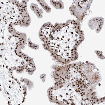 Anti-SASH1 antibody produced in rabbit，100UL，HPA029947-100UL，Sigma