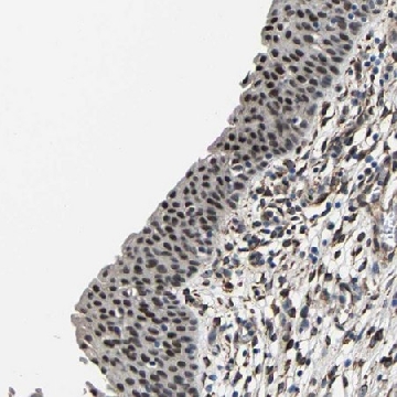 Anti-METTL1 antibody produced in rabbit，100UL，HPA020914-100UL，Sigma