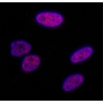 Rabbit anti-Phospho KAP-1 (S824) Antibody, Affinity Purified，100UL，PLA0140-100UL，Sigma