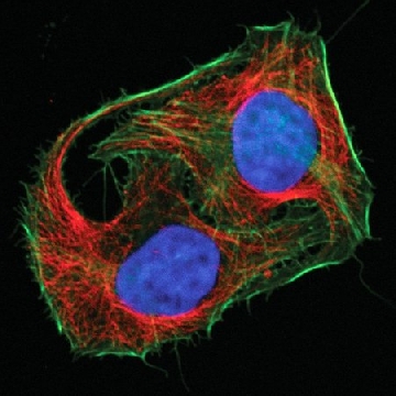 Mix-n-Stain™ CF™ 633抗体标记试剂盒(50-100μg)，1KIT，MX633S100-1KT，Sigma