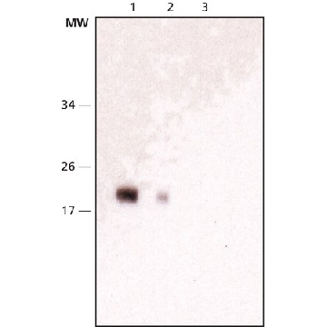 Monoclonal Anti-NY-ESO-1 小鼠抗，100UL，N2038-100UL，Sigma