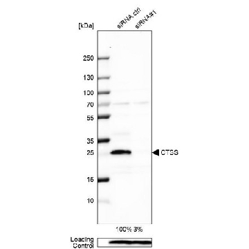 Anti-CTSS antibody produced in rabbit，100UL，HPA002988-100UL，Sigma