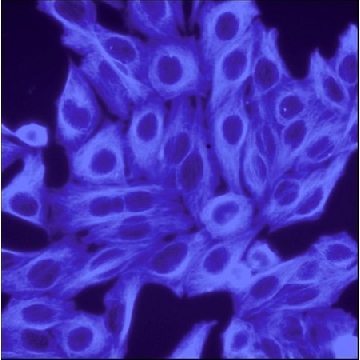 Anti-Rabbit IgG (H+L), highly cross-adsorbed, CF™ 350 antibody produced in goat，250UL，SAB4600016-250UL，Sigma