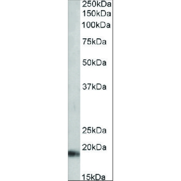 Anti-NPPA (C-terminal) antibody produced in goat，100UG，SAB2501837-100UG，Sigma