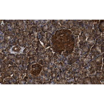Anti-MICA Antibody, clone 4F8 ZooMAb® Rabbit Monoclonal，25UL，ZRB1697-25UL，Sigma