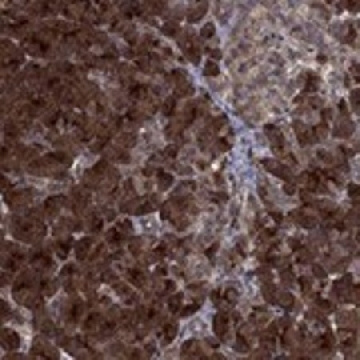 Anti-TMEM33 antibody produced in rabbit，100UL，HPA075863-100UL，Sigma