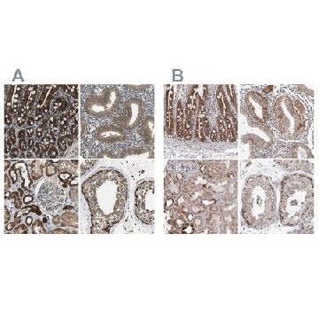 Anti-TUFM antibody produced in rabbit，100UL，HPA018991-100UL，Sigma