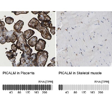 Anti-PICALM antibody produced in rabbit，100UL，HPA019061-100UL，Sigma