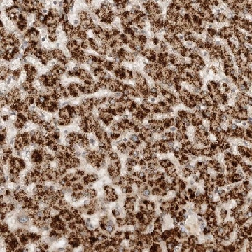 Anti-DMBX1 antibody produced in rabbit，100UL，HPA026811-100UL，Sigma