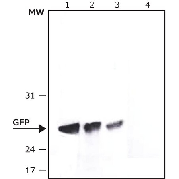 抗-绿色荧光蛋白（GFP），N 端抗体，小鼠单克隆，200UG，G6795-200UG，Sigma