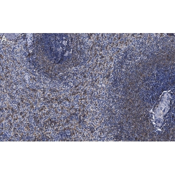Anti-NLRC3/NOD3 Antibody, clone 2O20 ZooMAb® Rabbit Monoclonal，4X25UL，ZRB1467-4X25UL，Sigma