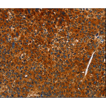Anti-CDK19 antibody produced in rabbit，100UL，SAB4301196-100UL，Sigma