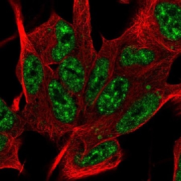 Anti-SYF2 antibody produced in rabbit，100UL，HPA070710-100UL，Sigma