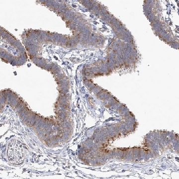 Anti-TTC21B antibody produced in rabbit，100UL，HPA035495-100UL，Sigma