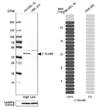 Anti-C19orf66 antibody produced in rabbit，100UL，HPA042001-100UL，Sigma