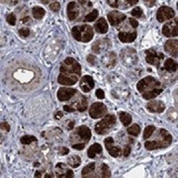 Anti-HTN1 antibody produced in rabbit，100UL，HPA077315-100UL，Sigma