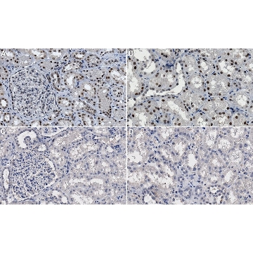 Anti-Topo I-DNA Complex clone 1.1A ZooMAb® Mouse Monoclonal，25UL，ZMS1108-25UL，Sigma