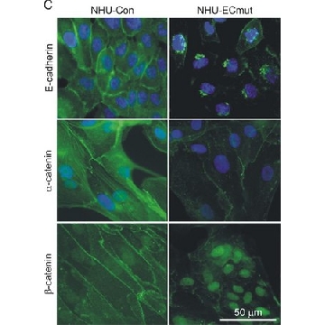 Anti-α-Catenin antibody produced in rabbit，0.2ML，C2081-.2ML，Sigma