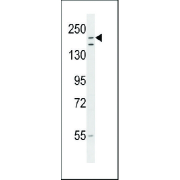 ANTI-RNF160 (CENTER) antibody produced in rabbit，400UL，SAB1305130-400UL，Sigma