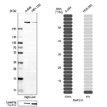 Anti-RNF213 antibody produced in rabbit，100UL，HPA026790-100UL，Sigma