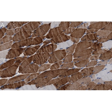 Anti-MYH1 Antibody, clone 1E15 , ZooMAb® Rabbit Monoclonal，25UL，ZRB1214-25UL，Sigma