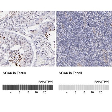 Anti-SOX6 antibody produced in rabbit，100UL，HPA001923-100UL，Sigma