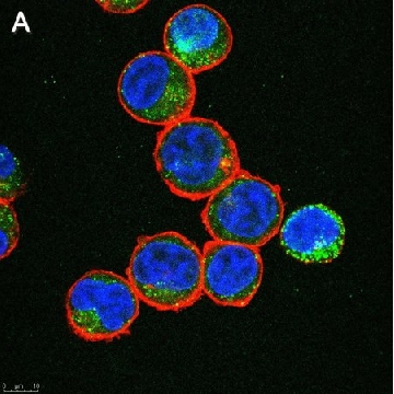 Anti-IL-6 Antibody, clone 3B9 ZooMAb® Rabbit Monoclonal，25UL，ZRB1982-25UL，Sigma