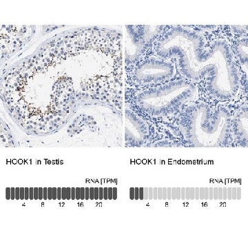 抗-HOOK1 兔抗，100UL，HPA018537-100UL，Sigma