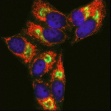 Anti-Mouse IgG (H+L), highly cross-adsorbed, CF™ 633 antibody produced in donkey，50UL，SAB4600131-50UL，Sigma