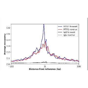 Anti-PITX1 antibody produced in rabbit，100UL，HPA008743-100UL，Sigma