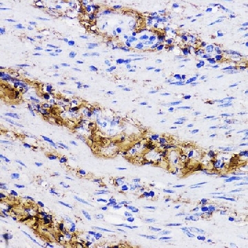 Anti-COL1A1 antibody produced in rabbit，100UL，SAB5700733-100UL，Sigma