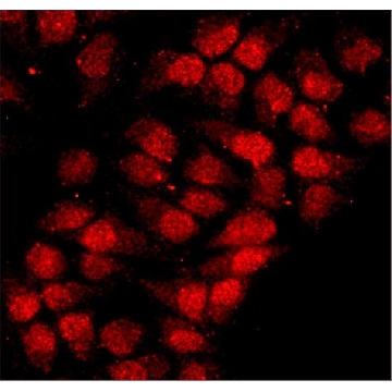 Anti-hnRNP-A1 antibody, Mouse monoclonal，200UL，R4528-200UL，Sigma