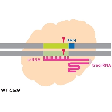 Cas9蛋白，250UG，CAS9PROT-250UG，Sigma