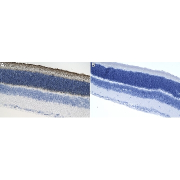 Anti-Rhodopsin Antibody, clone 4D2 ZooMAb® Mouse Monoclonal，25UL，ZMS1093-25UL，Sigma