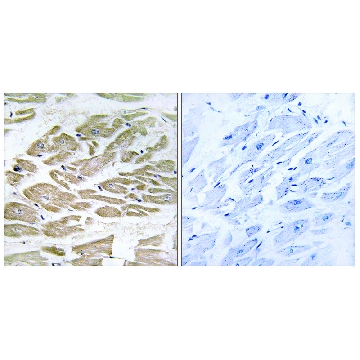 Anti-BRP44L antibody produced in rabbit，100UG，SAB4502158-100UG，Sigma