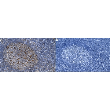 Anti-IL-13 Antibody, clone 1B10 ZooMAb® Rabbit Monoclonal，25UL，ZRB2453-25UL，Sigma