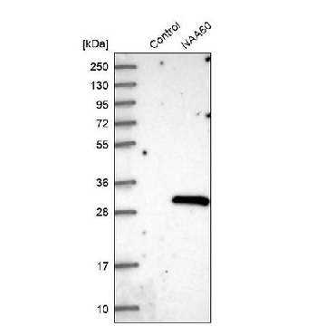 Anti-NAA60 antibody produced in rabbit，100UL，HPA040916-100UL，Sigma